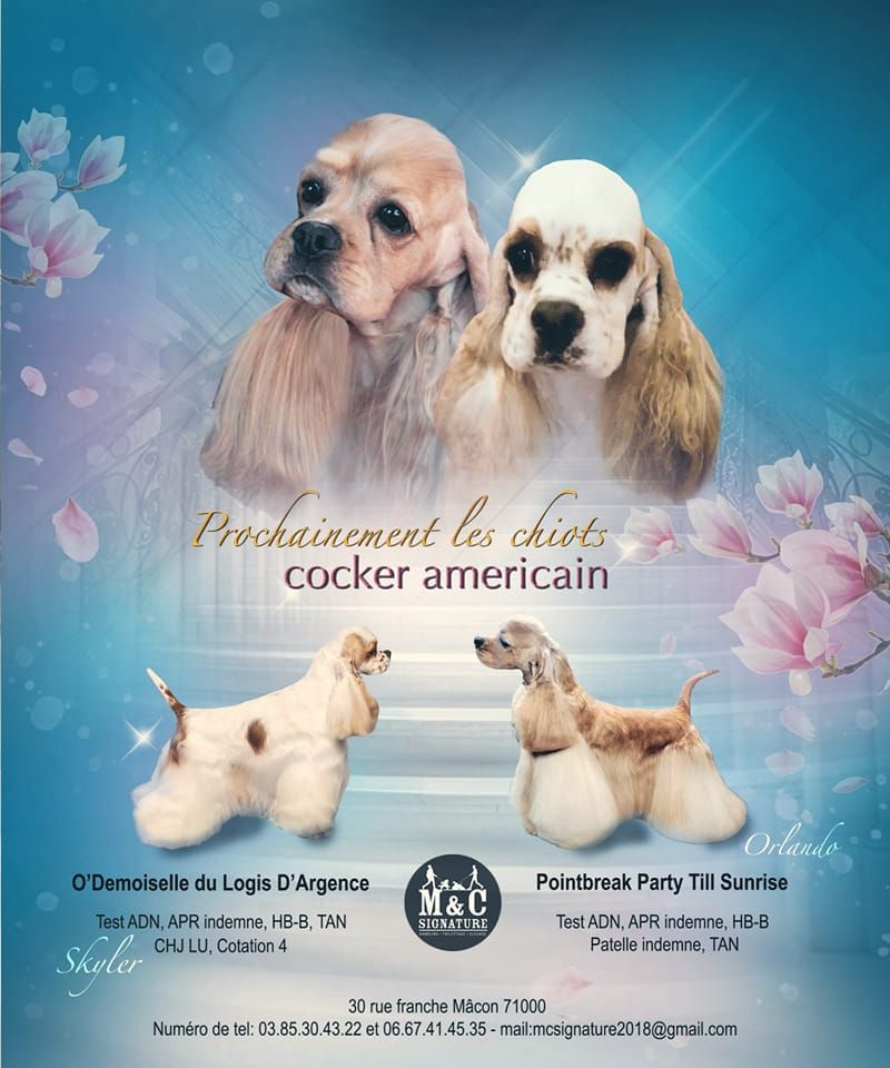 chiot American Cocker Spaniel M And C Signature