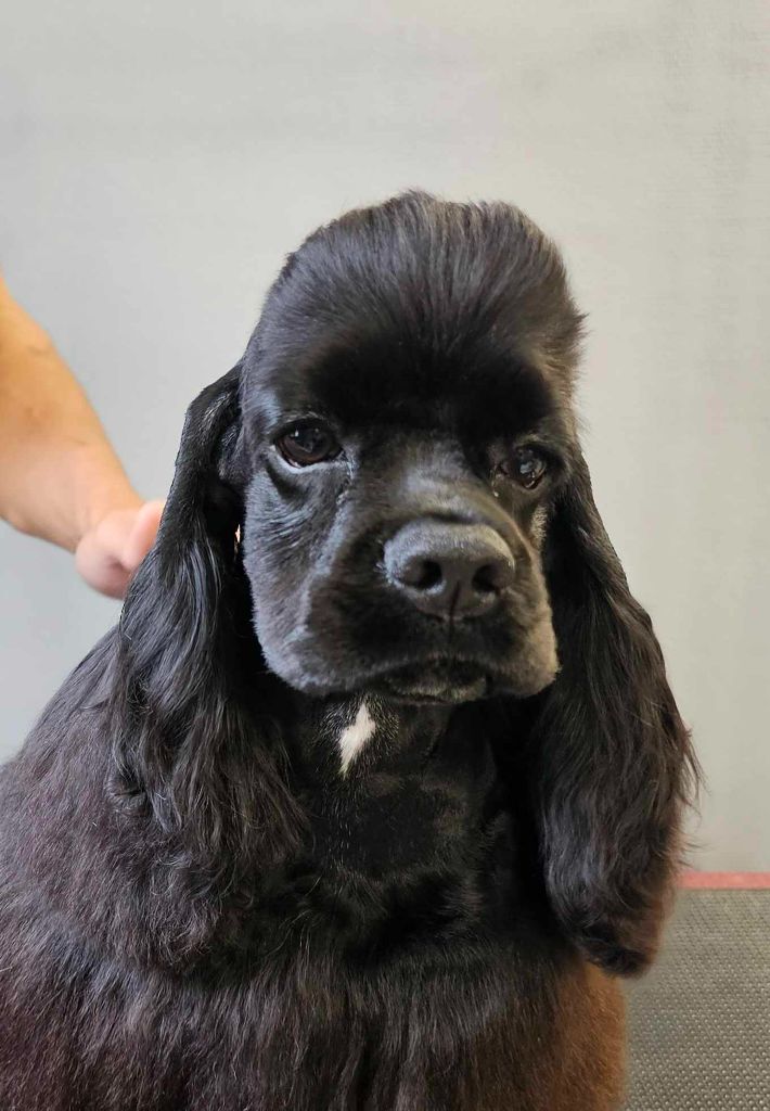 M And C Signature - Chiot disponible  - American Cocker Spaniel