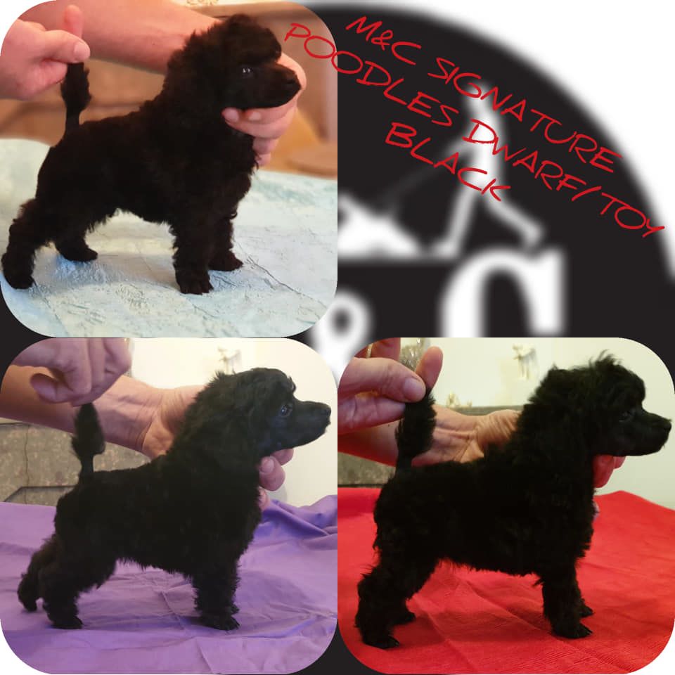 chiot Caniche M And C Signature