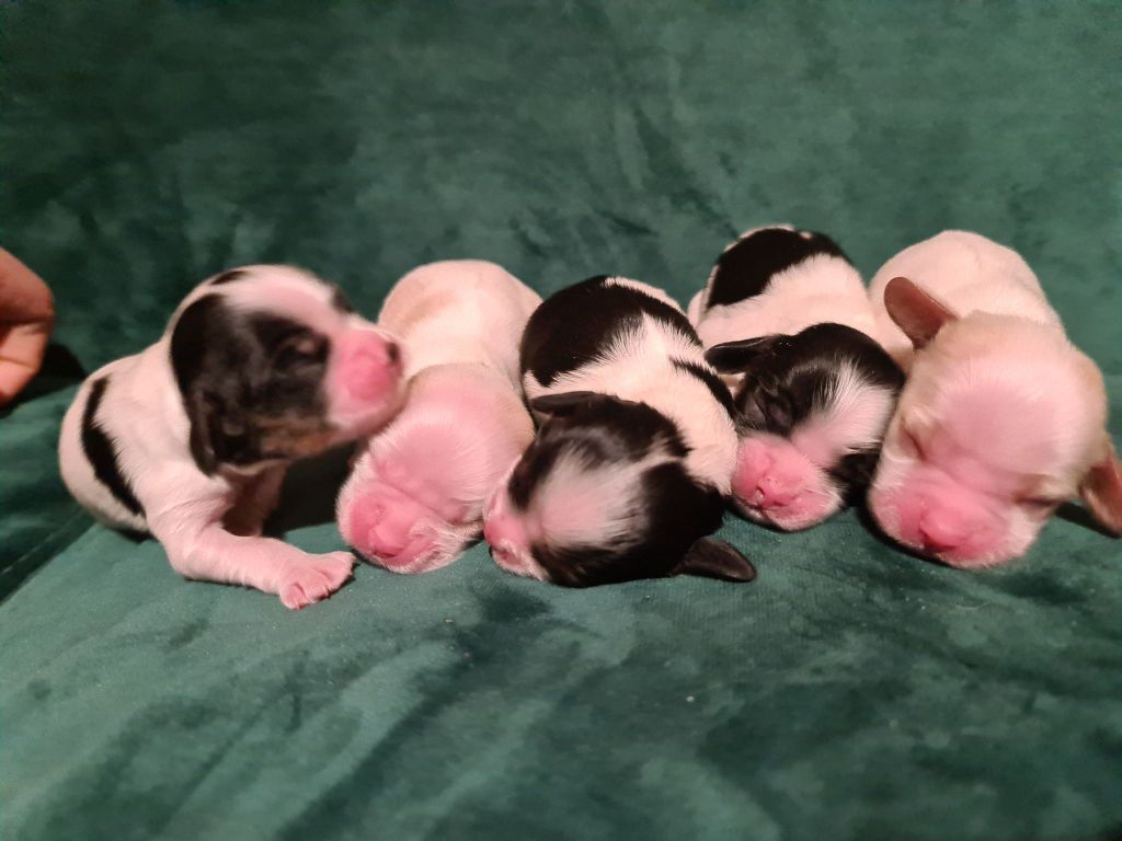 COCKER AMERICAIN CHIOT 