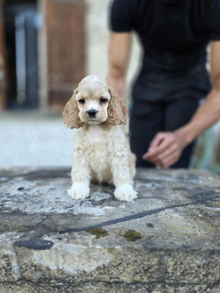M And C Signature - Chiots disponibles - American Cocker Spaniel