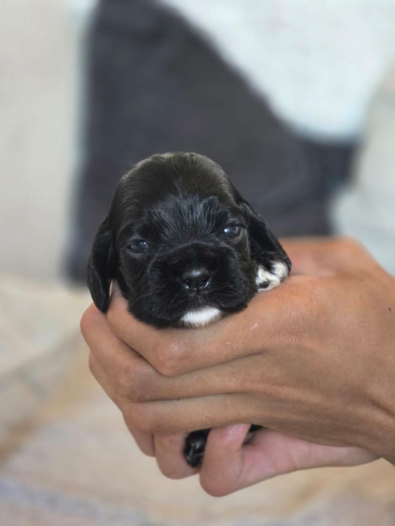 M And C Signature - Chiots disponibles - American Cocker Spaniel