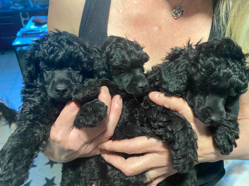 Chiot Caniche M And C Signature