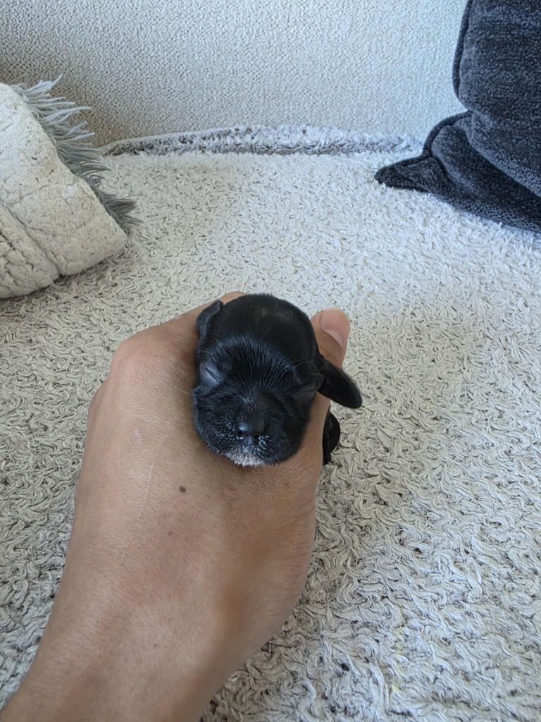 M And C Signature - Chiots disponibles - American Cocker Spaniel