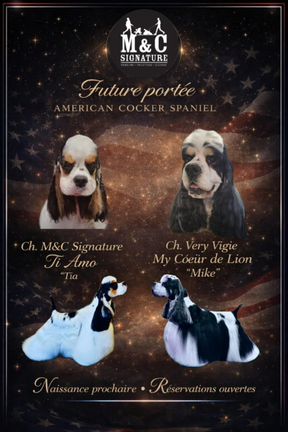 Chiot American Cocker Spaniel M And C Signature