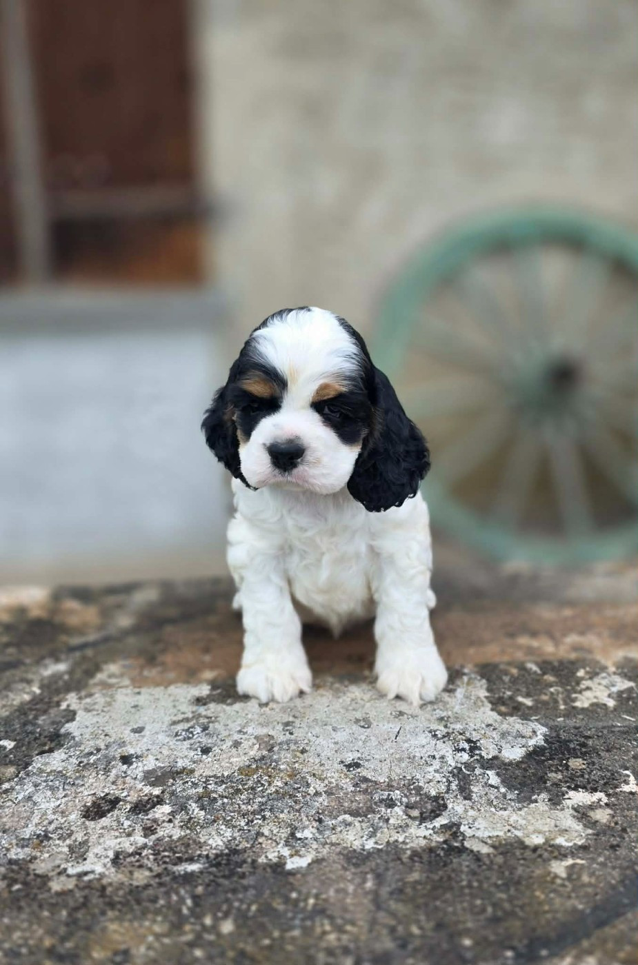 M And C Signature - Chiots disponibles - American Cocker Spaniel
