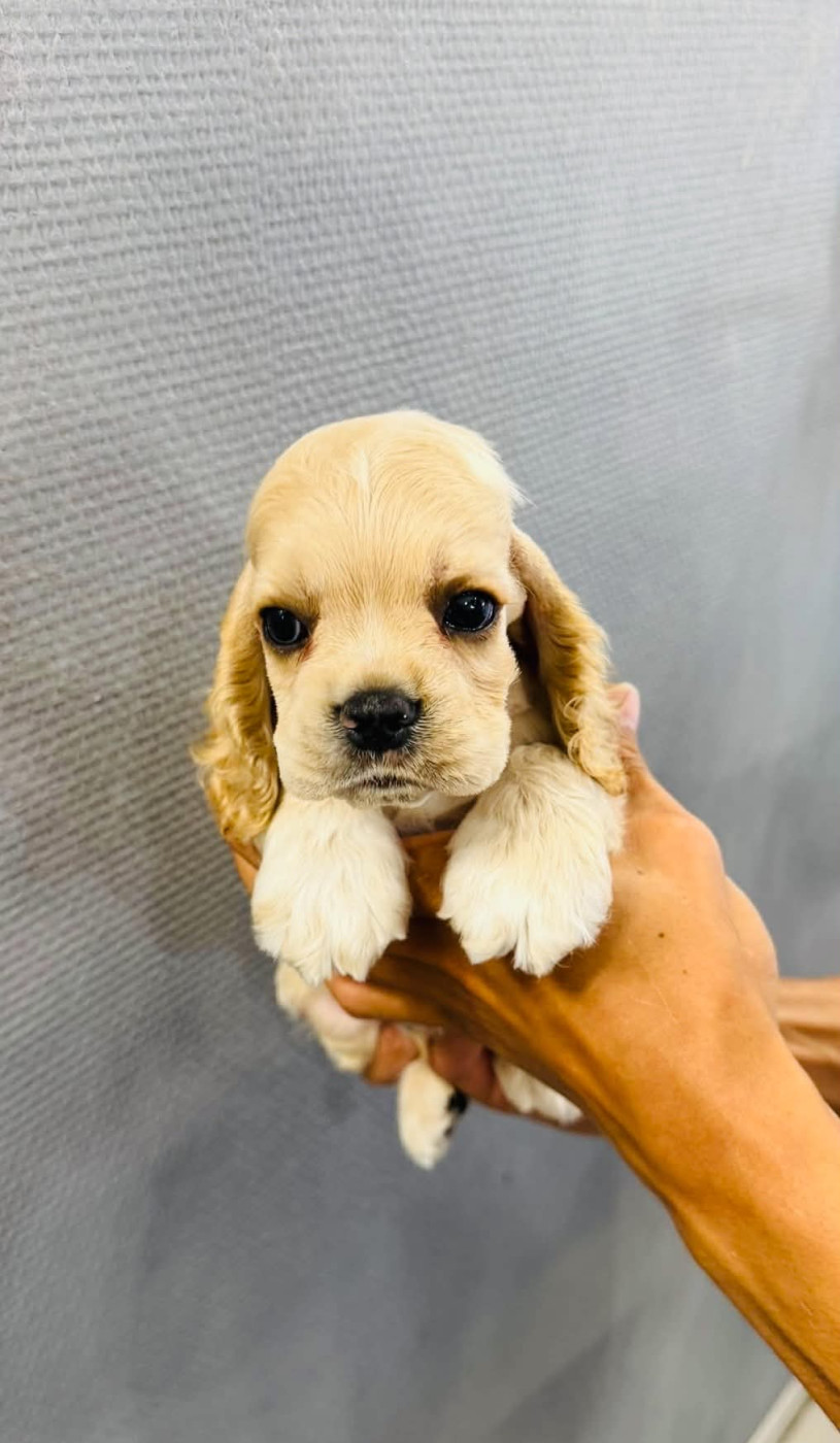 M And C Signature - Chiots disponibles - American Cocker Spaniel