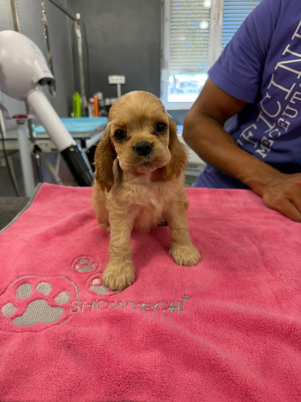 M And C Signature - Chiots disponibles - American Cocker Spaniel
