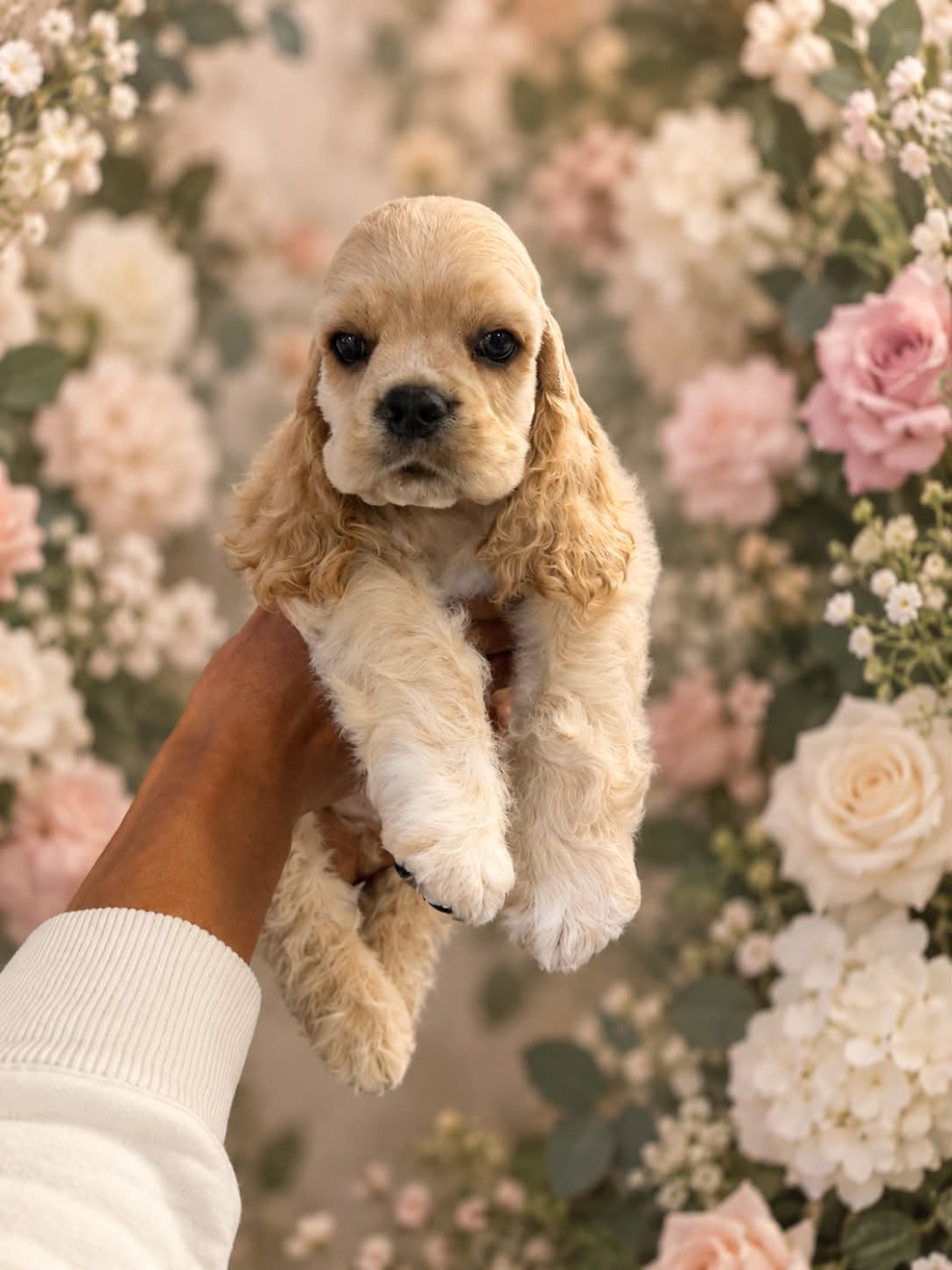M And C Signature - Chiots disponibles - American Cocker Spaniel