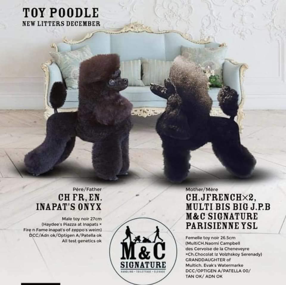 Chiot Caniche M And C Signature