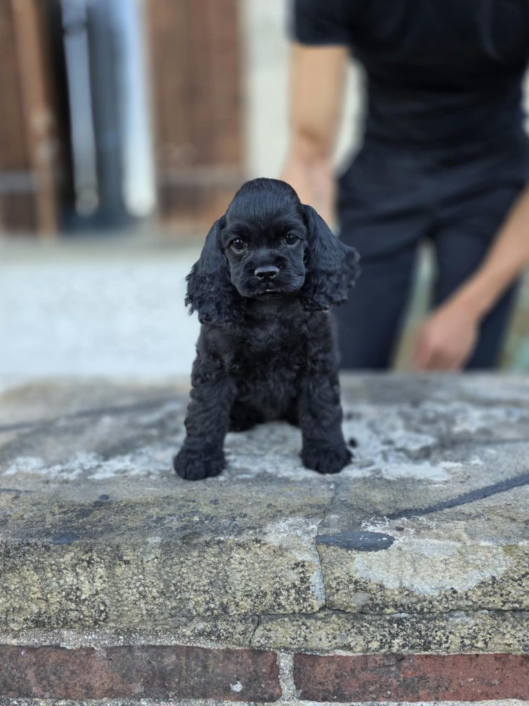M And C Signature - Chiots disponibles - American Cocker Spaniel