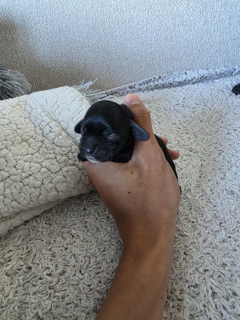 M And C Signature - Chiots disponibles - American Cocker Spaniel