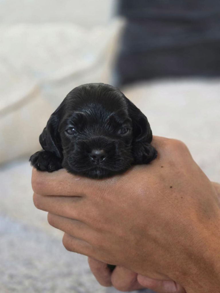 M And C Signature - Chiots disponibles - American Cocker Spaniel