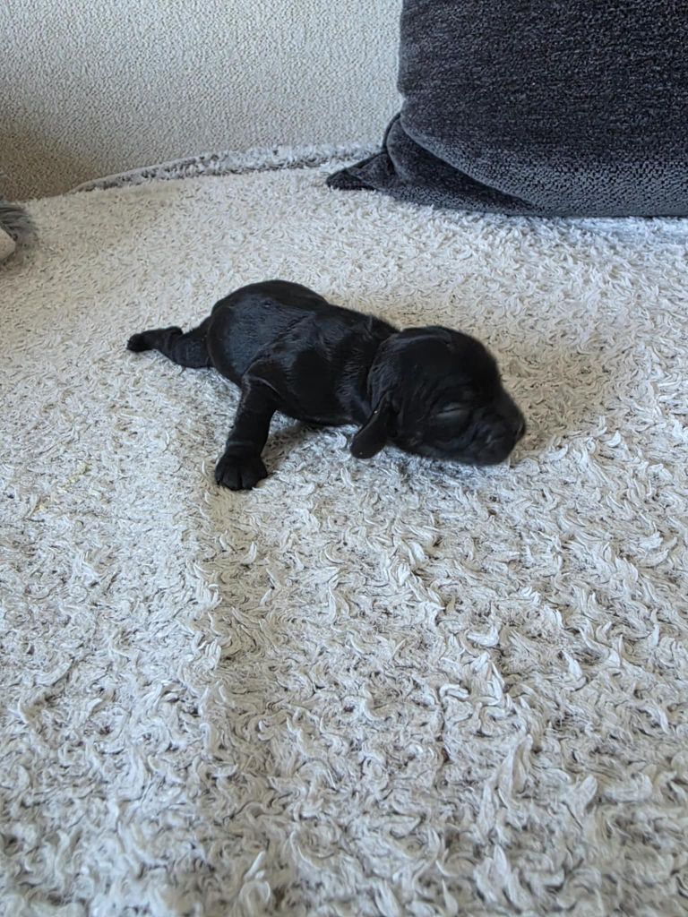 M And C Signature - Chiots disponibles - American Cocker Spaniel