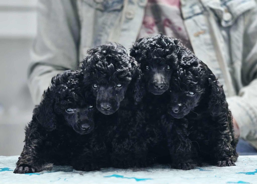 Chiot Caniche M And C Signature