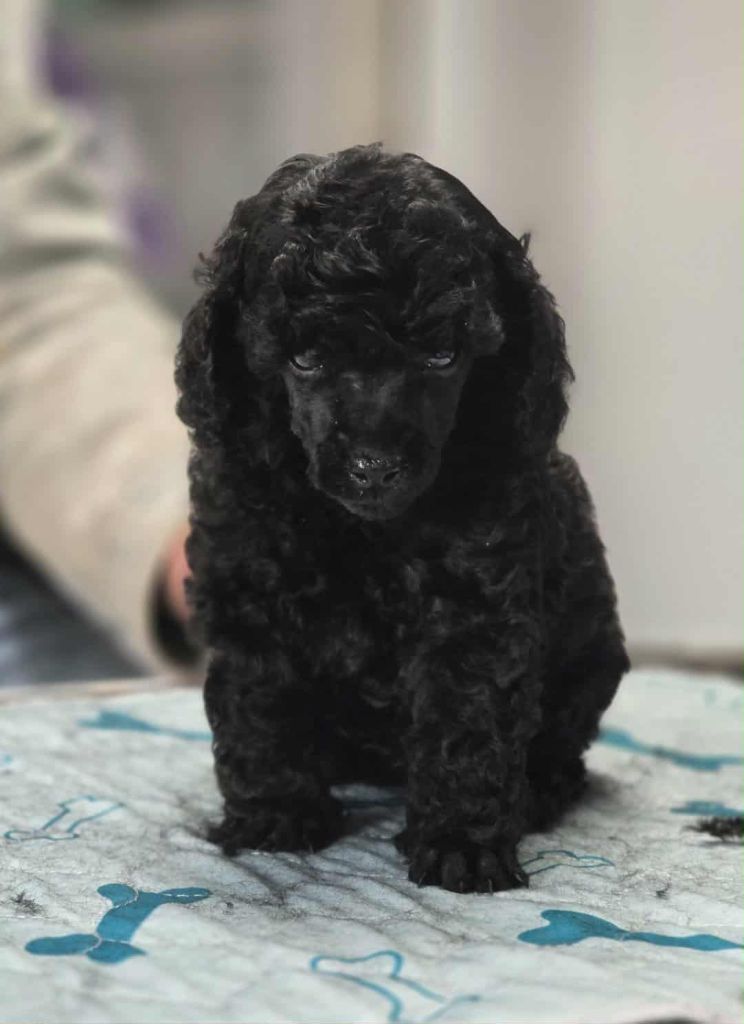M And C Signature - Chiots disponibles - Caniche
