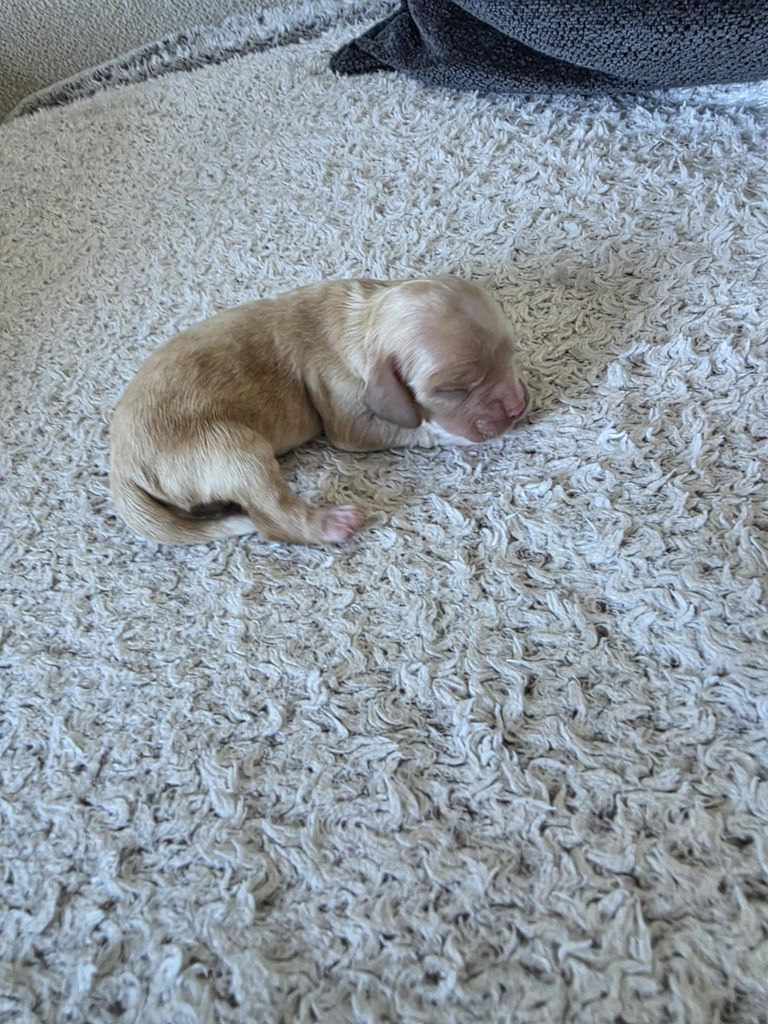 M And C Signature - Chiots disponibles - American Cocker Spaniel