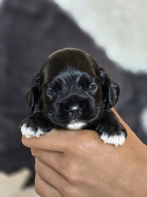 FEMELLE NOIR 