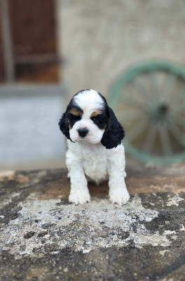 Chiot N°1