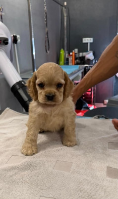 Chiot N°5