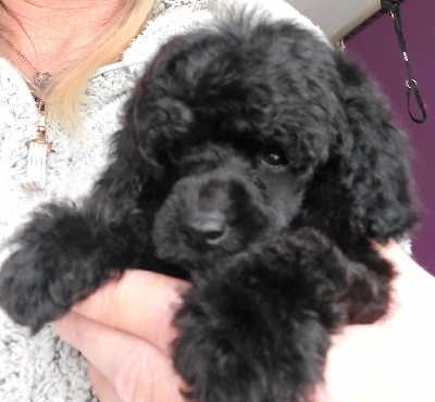 Caniche toy noir