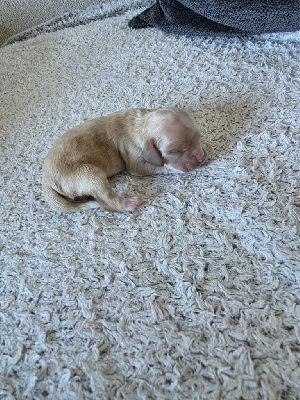 MALE BLOND 
