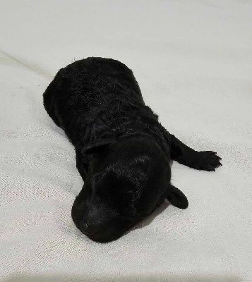 Chiot Caniche