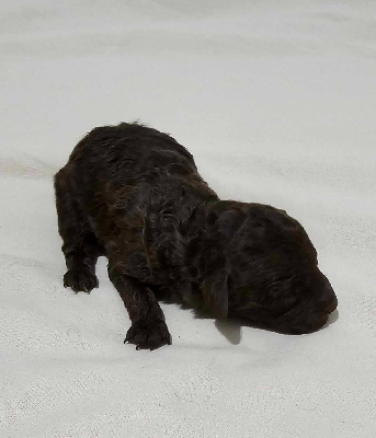 Chiot Caniche 