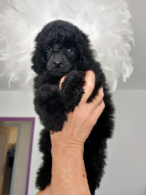 Caniche Nain Noir 