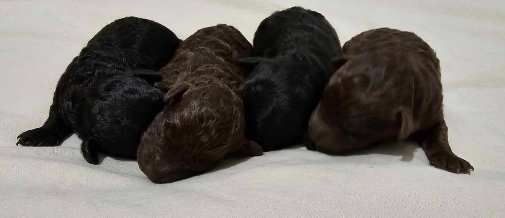 Chiot Caniche M And C Signature