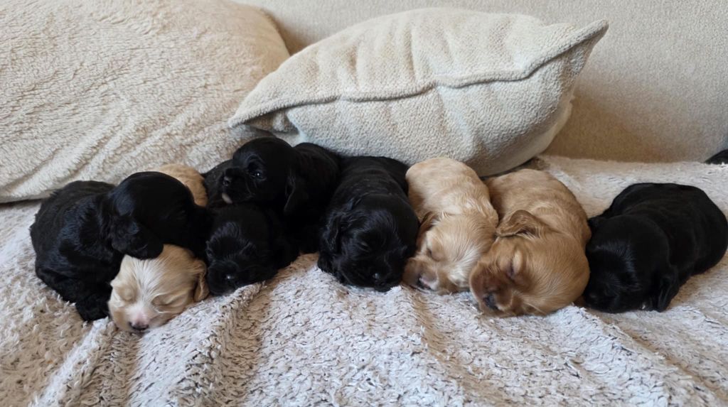 Chiot American Cocker Spaniel M And C Signature