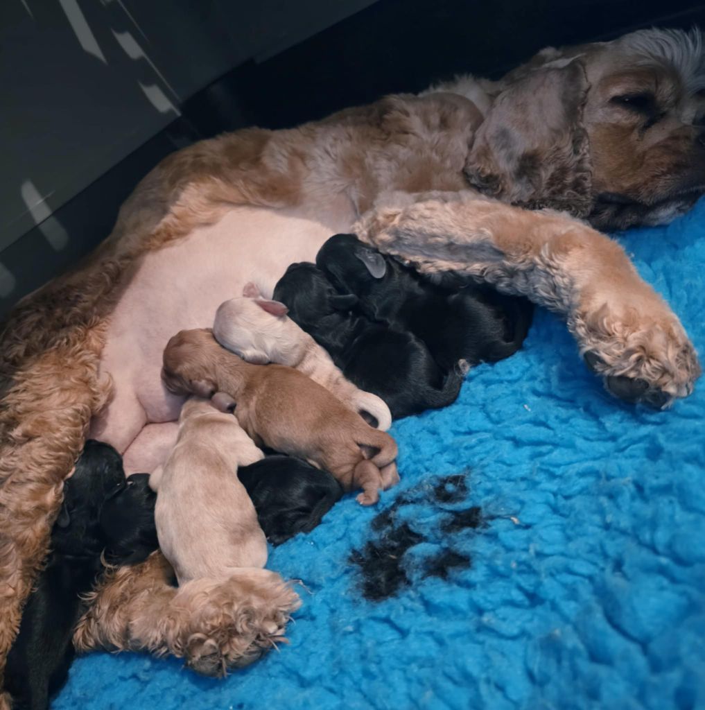 Chiot American Cocker Spaniel M And C Signature