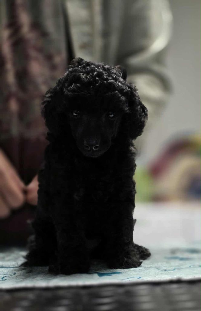 M And C Signature - Chiots disponibles - Caniche
