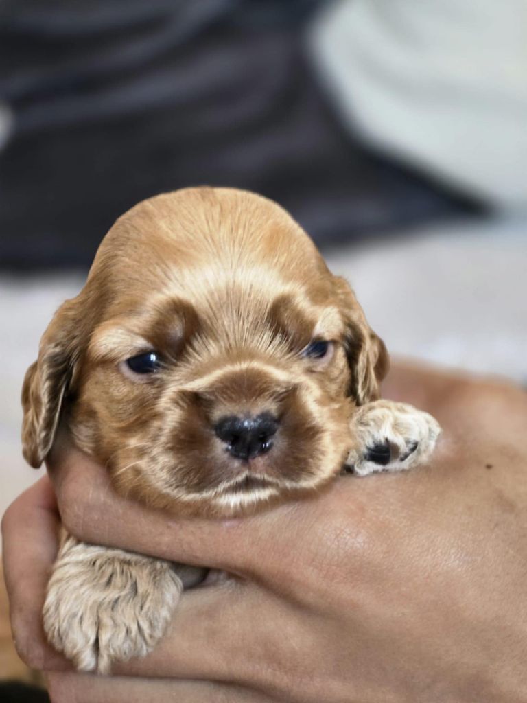 M And C Signature - Chiots disponibles - American Cocker Spaniel