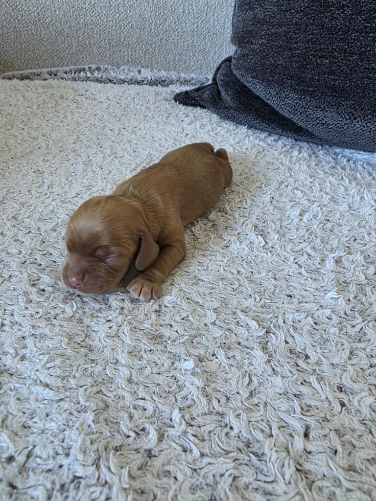 M And C Signature - Chiots disponibles - American Cocker Spaniel